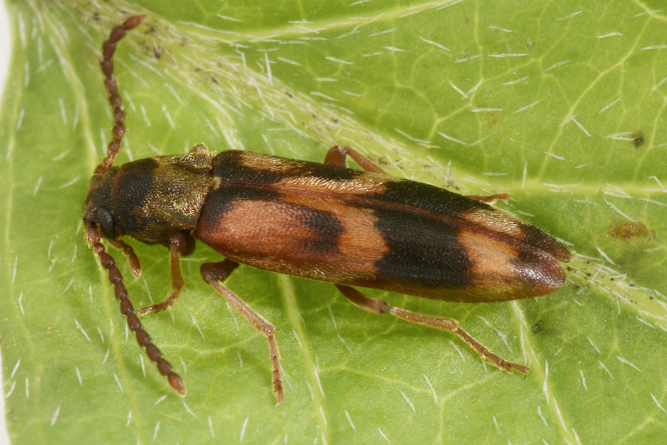 Melandryidae: Hypulus quercinus?  Sì !